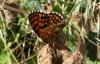 235402 – Photo : N. Vansieleghem – France (58)
